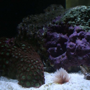 Zoanthid and duster