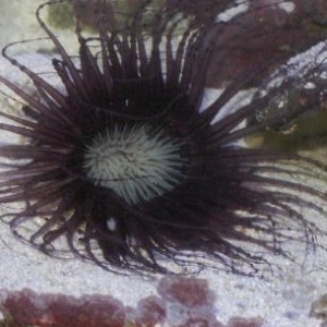 Havoc : the tube anemone