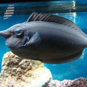 tank inhabitants