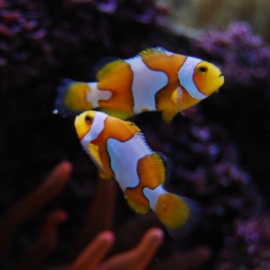 ORA bred Picasso Clownfish (A. percula)