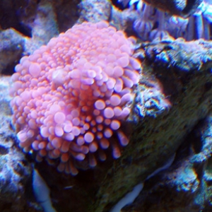 favorite corals