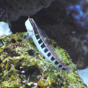 klausewitzBlenny