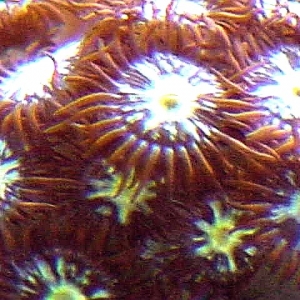 ringoffirepolyps7-16--2