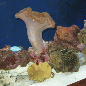 DrHank's Tank