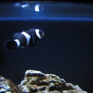 BlackClown