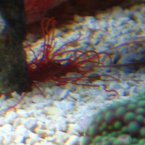 Unknow HH with red thread-like tentacles