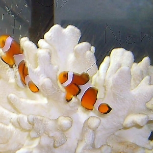 my_clownfish_003_edited