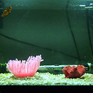 clownfish_full_tank_shot