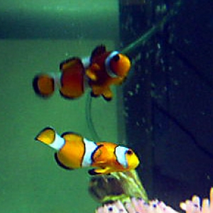 clownfish_dance