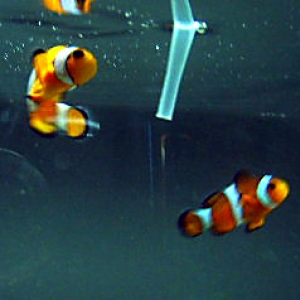 clownfish_eating_bbs