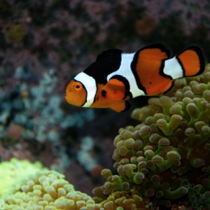 True Percula Clownfish