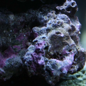 Bubble Polyp Hitchhiker??