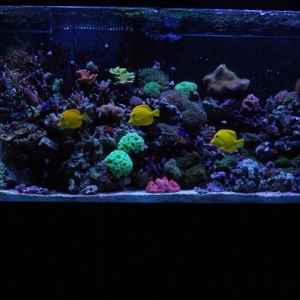 New reef2