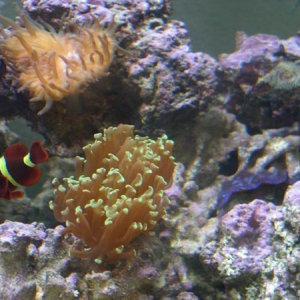 my reef