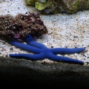 my reef