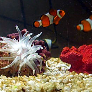 clownfish_chase1