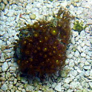 yellow_polyps_3_birds-eye_veiw