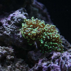 New Frogspawn