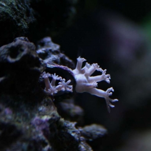 A highly stressed new Pulsing Xenia Frag