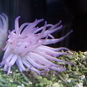 Anenome-1