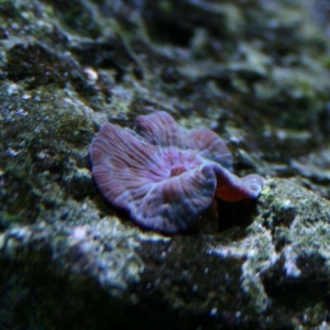 Blue Striped Mushroom