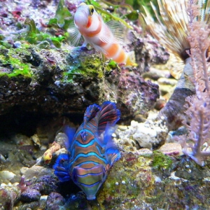 Mandarinfish and Pinkbar goby