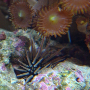 Scarlet Reef Hermit Crab