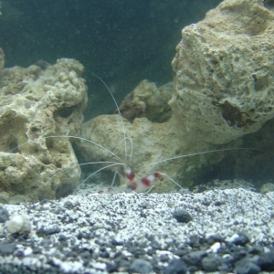 Coral Banded Shrimp