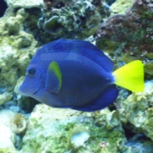 Blue tang