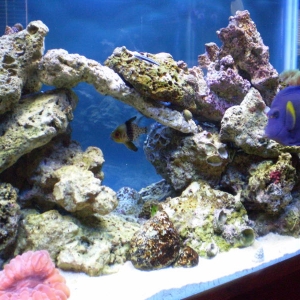 Right_side_of_tank