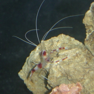 Coral Banded Shrimp