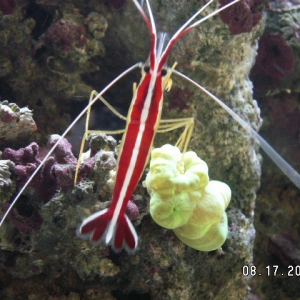 Shrimpy at Feeding Time!