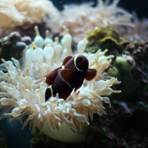 Maroon Clown and Bubble Tip