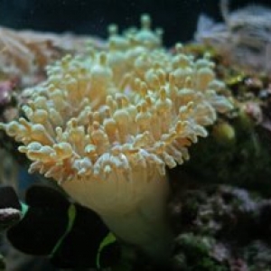 Bubble Tip Anenome