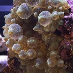 Bubble Tip Anenome