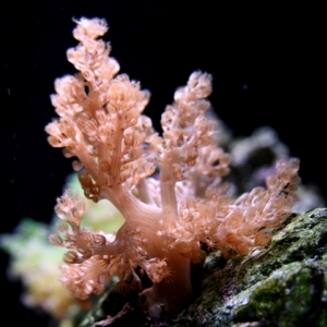 Cauliflower Colt Coral