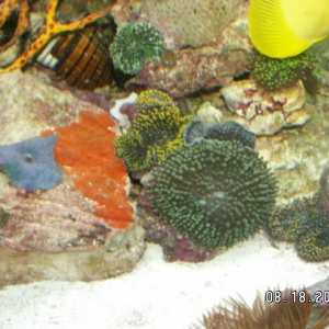 Orange Stuff
