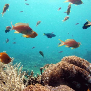 Feeding time (tide change) on the reef