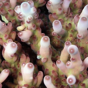 An Acropora close up