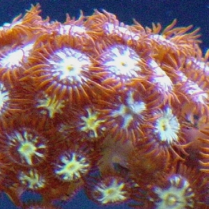 Ring of Fire zoas