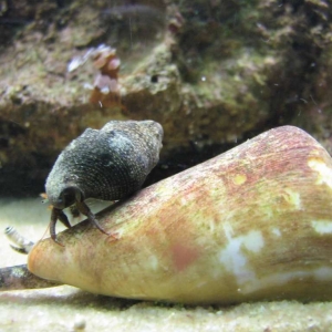 Conch Rodeo