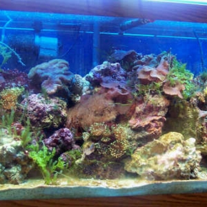 ScubaRW4's 75-gallon Reef Tank