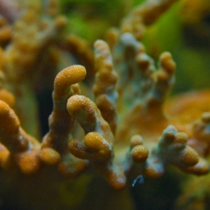 close up corals