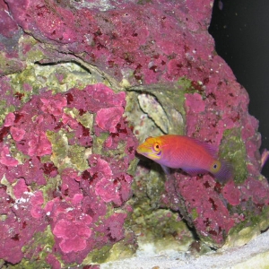 Mystery Wrasse