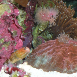 Red Headed Jawfish