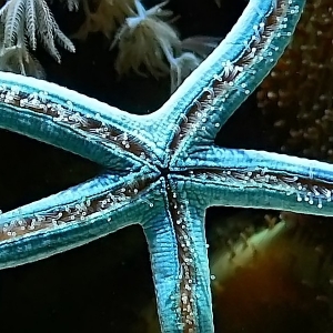 Linckia laevigata - blue starfish