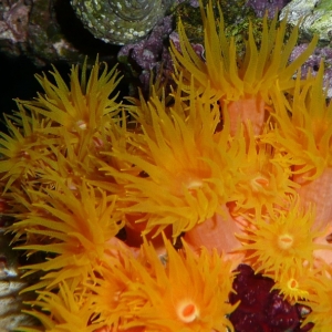 Happy Sun Polyps