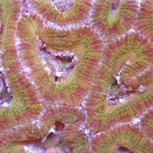 Lime Cherry Pop Aussie Acan