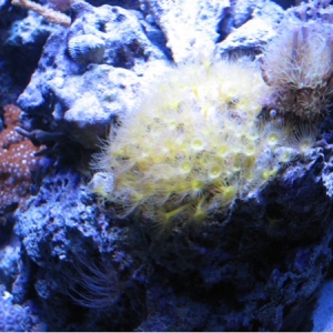 Yellow Polyps