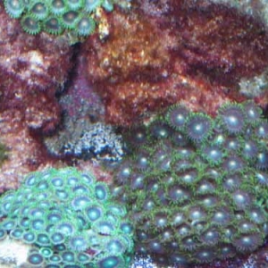 Random Zoa shot